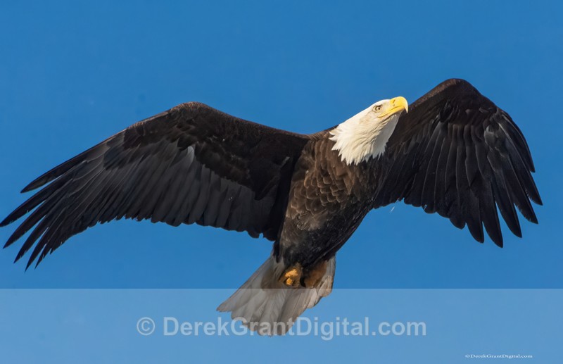 Bald Eagle in Flight - 2 - Birds of Atlantic Canada