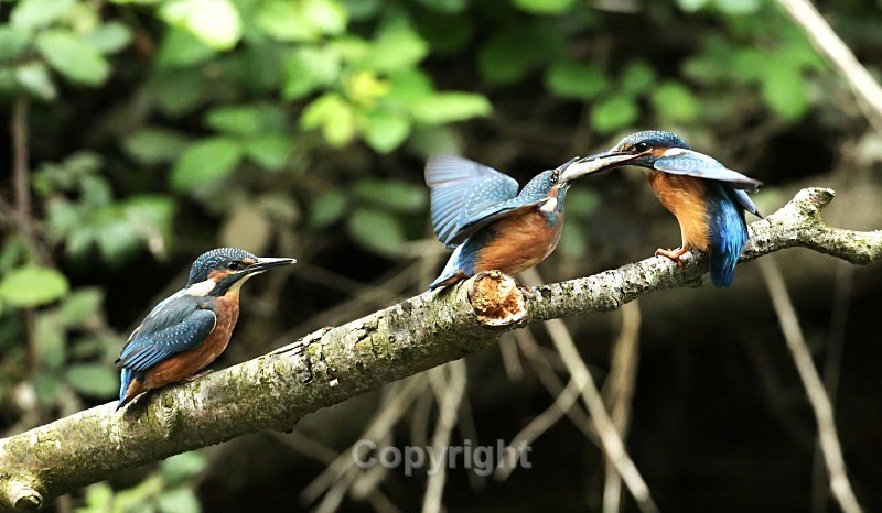  - Kingfishers
