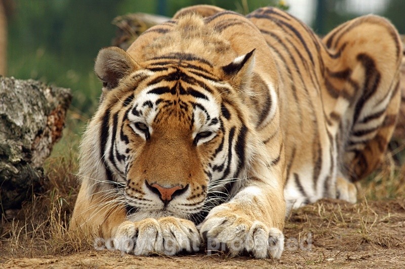 Amur Tiger - Makari resting (WHF) - Tigers
