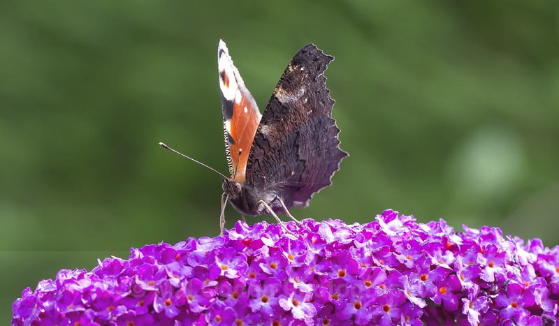 Peacock - Flora & Fauna