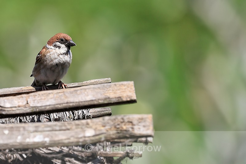 Tree Sparrow, front view, Bali - Eurasian Tree Sparrow