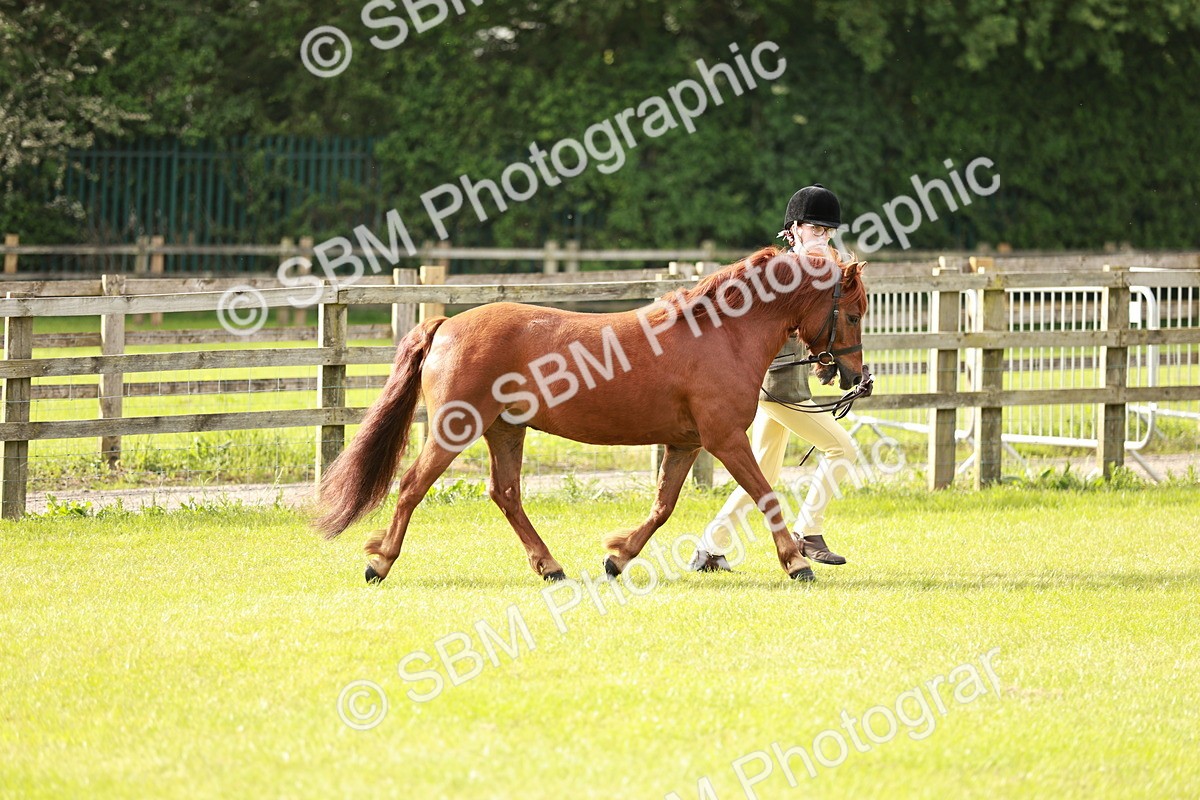SBM_00439 - Class 14-23 - Mountain & Moorland In Hand Non Welsh