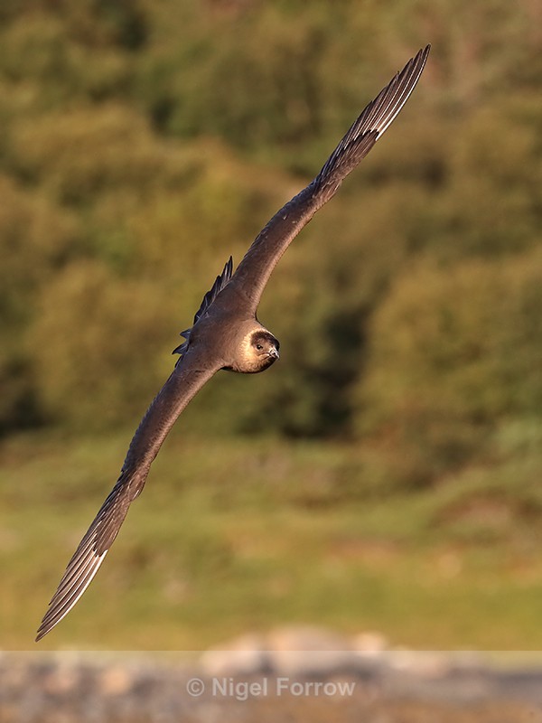 Arctic Skua approaches head-on, Norway - Arctic Skua