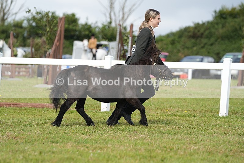 DSC05265 - Class 49: NPS Shetland 4 years and over