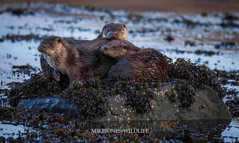 OTTER, ISLE OF MULL, SCOTLAND - OTTERS, ISLE OF MULL, SCOTLAND