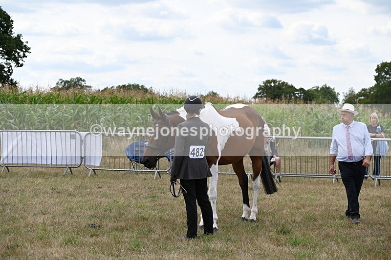 WJ6_6062 - Class 19 In-hand Veterans (Uploaded correct folder)