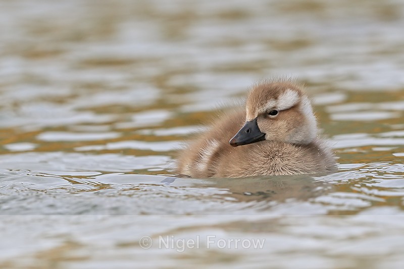 Steamerduck duckling swimming, Carcass Settlement, Falklands - Falkland Flightless Steamerduck