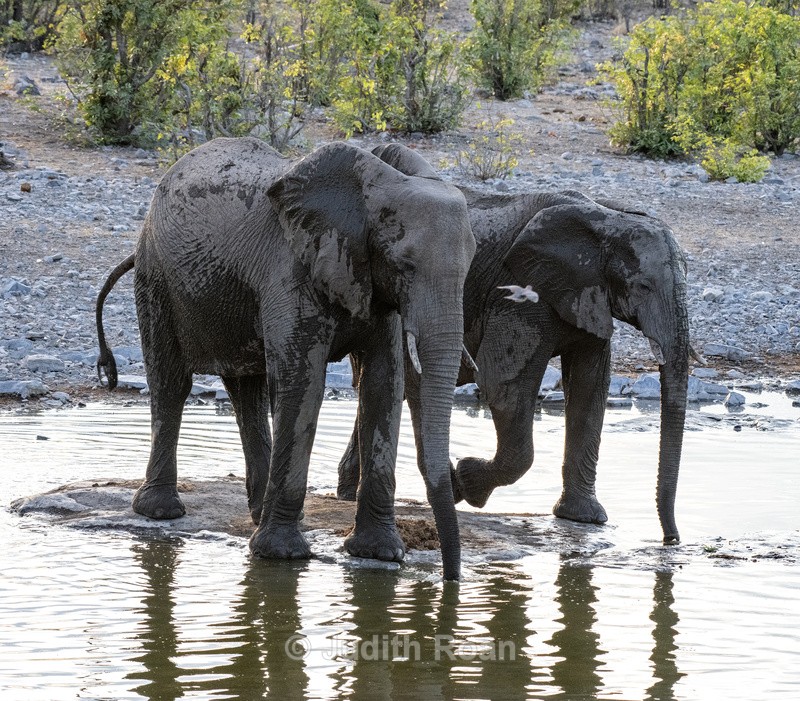 Elephants - Namibia 2022