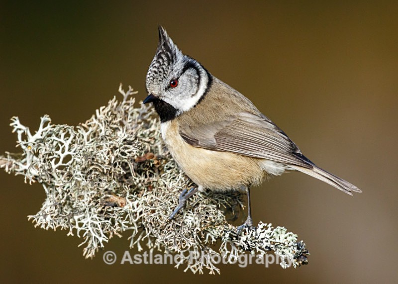 Astland Photography, Bird and Wildlife Images, Susan and Peter Wilson, U.K.