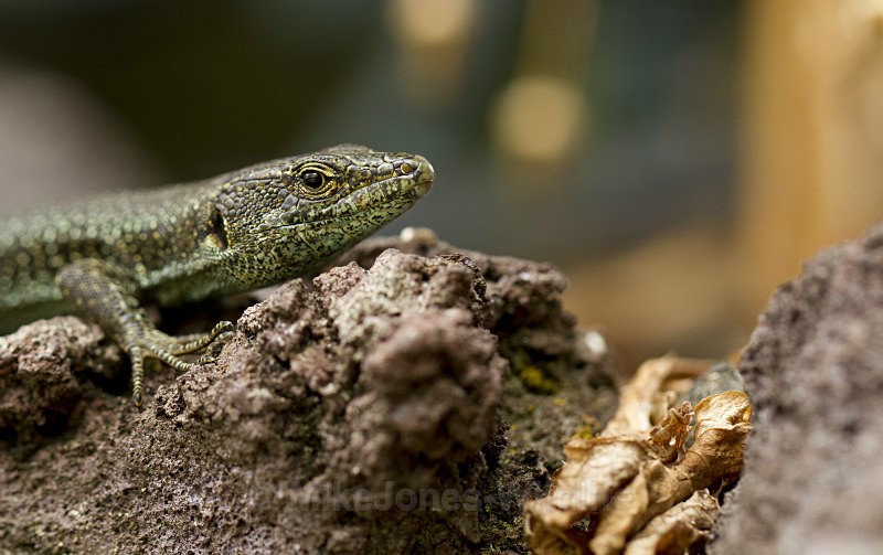 MADEIRA WALL LIZARD (ref M9) - WALL LIZARDS, MADEIRAN