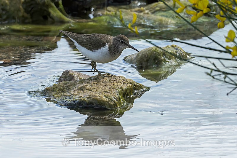 Common Sandpiper - Lesvos ~ Wading Birds