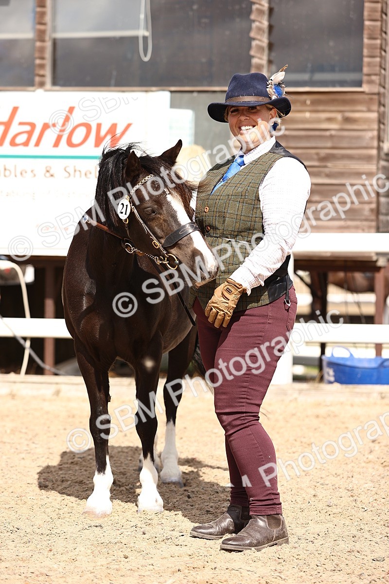 SBM_14308 - Class 411 - Prettiest Mare (IH OR Ridden) Adult