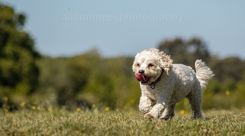  - Pet Photography