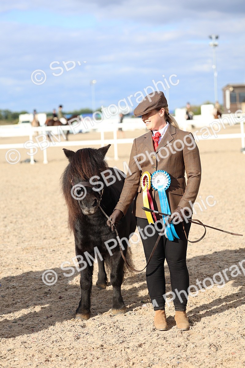 SBM_18788 - Class 317 - IH Pure Bred Horse-Pony