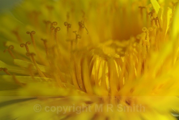 Yellow Curls - MACRO & CLOSE UPS 2