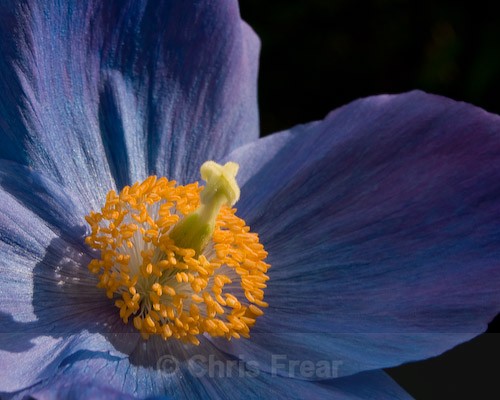  - Botanical/Macro