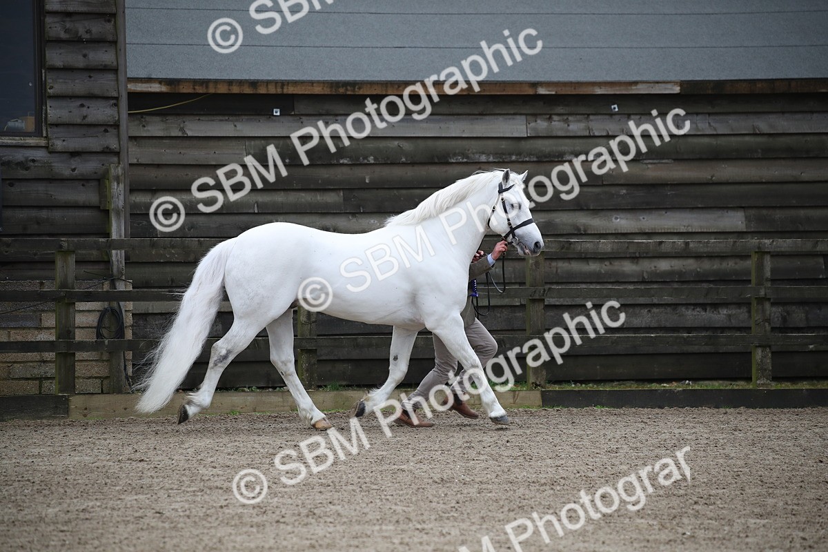 SBM_004062 - Class 1-4 - Young Stock classes Inc. In Hand Championship