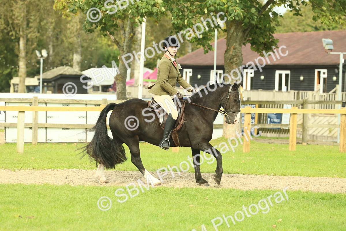 SBM_68219 - S58 - Mini Show Cob Ridden