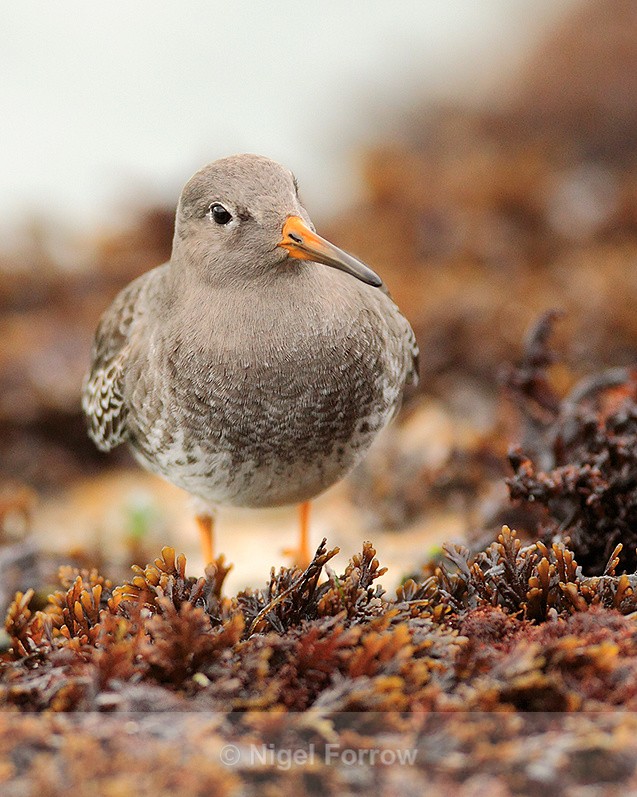 Purple Sandpiper amongst the seaweed near the Sandbanks chain ferry - Purple Sandpiper