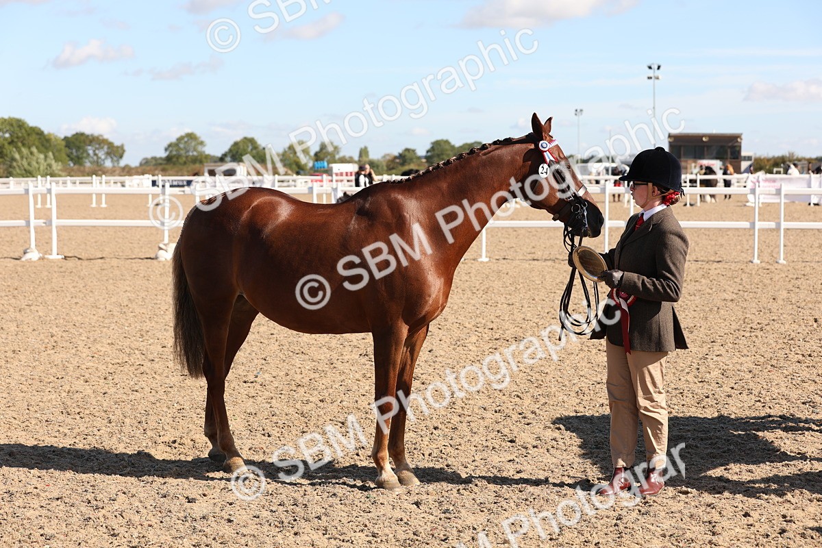 SBM_12850 - Class 205 - IH Show Pony - Show Hunter Pony