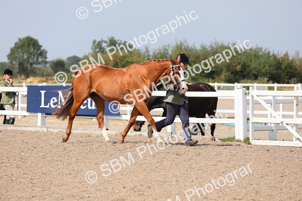 SBM_15690 - Class 312 IH Competition Horse/Pony