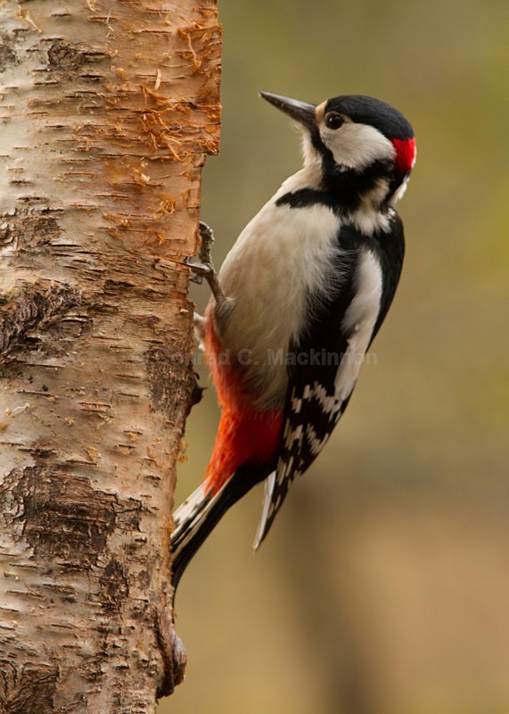 Great Spotted Woodpecker - wild and free