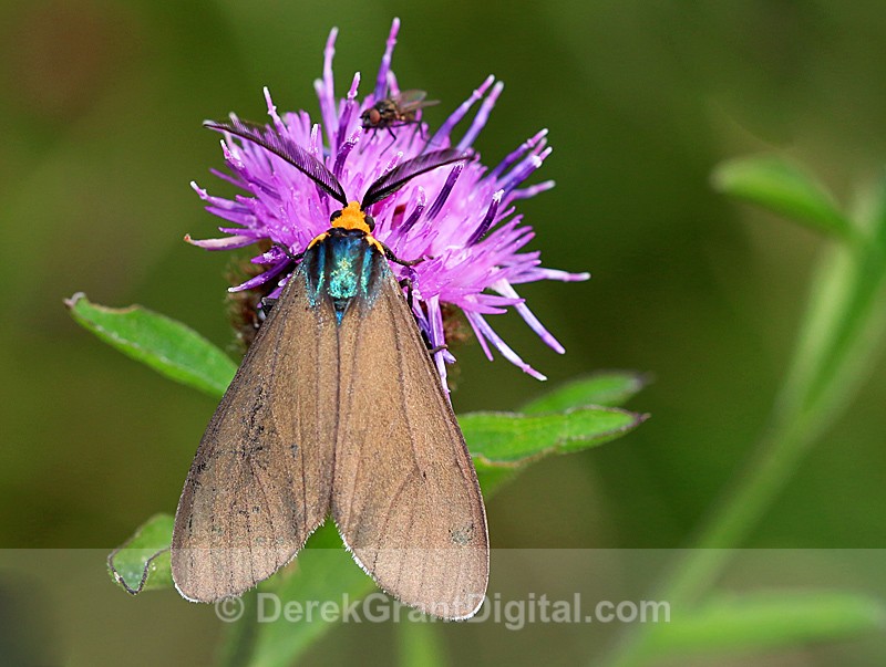 Virginia Ctenucha Moth - Butterflies & Moths of Atlantic Canada