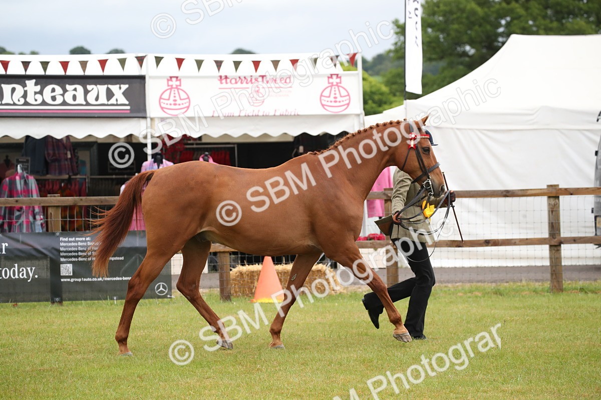 SBM_00192 - Class 17-20 - Arab & Part Bred - Anglo Arab In Hand