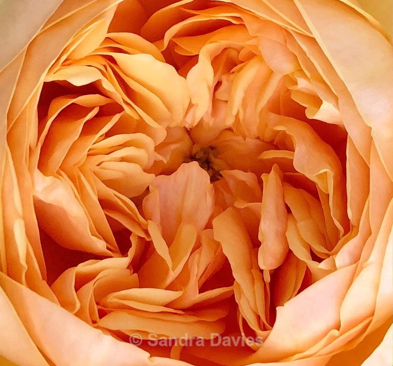 Rose petals - A little bit of everything!