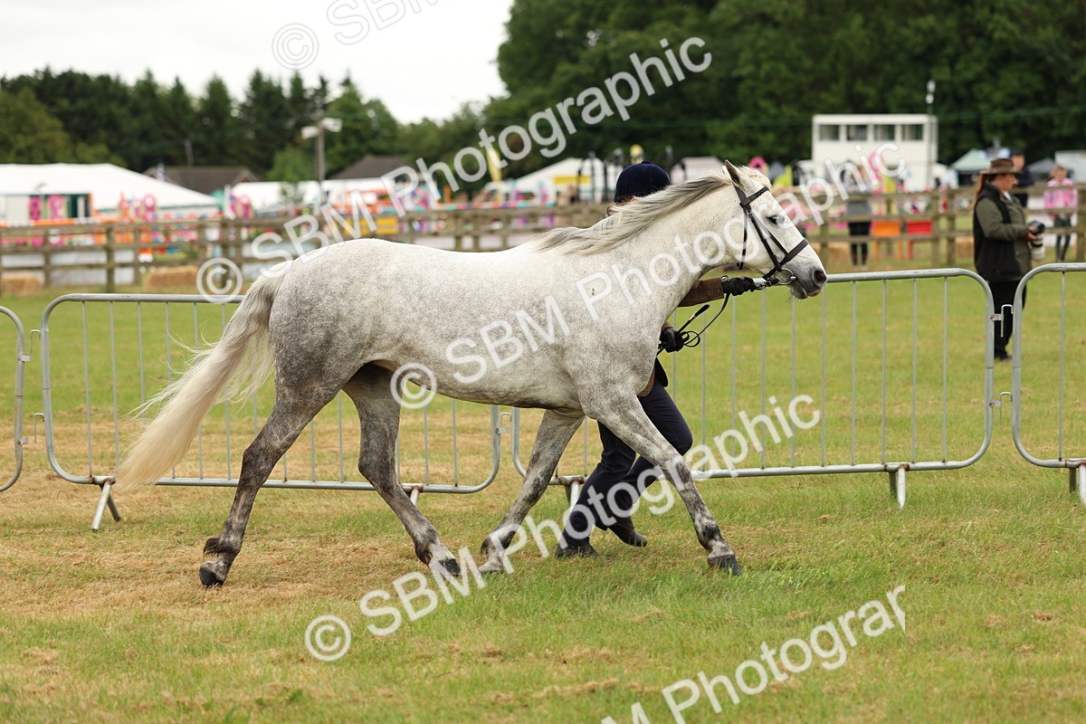 SBM_04274 - Class 64-67 - Shetland Pony In Hand