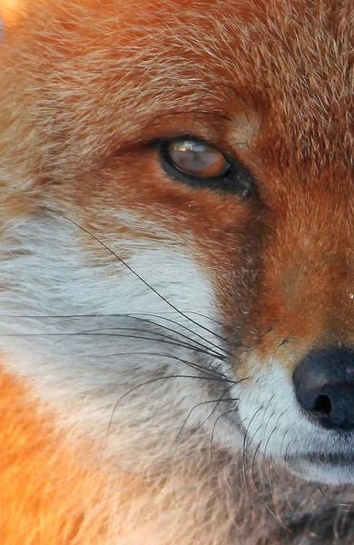 Urban Fox, Bristol _ UR064 - Urban Foxes, Bristol, Great Britain