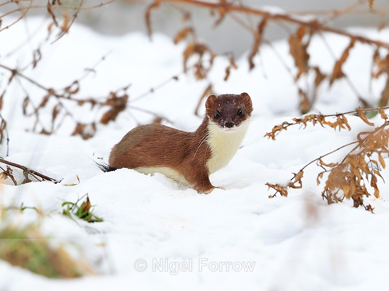 Stoat in the snow at Holme Marshes, Norfolk - Stoat