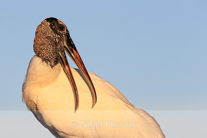 Wood Stork rubs back, Wakodahatchee Wetlands, Florida - Wood Stork