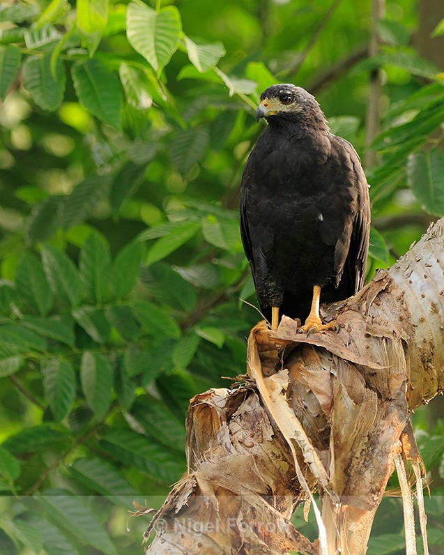 Common Black Hawk perched on a sloping tree trunk at Bosque del Cabo - Common Black Hawk