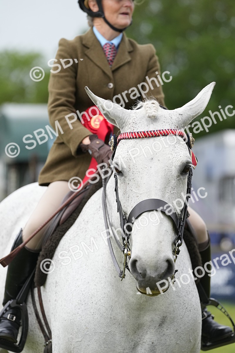 SBM_10652 - Class 97-98 - LIHS BSHA Rising Star Working Show Horse Hunter
