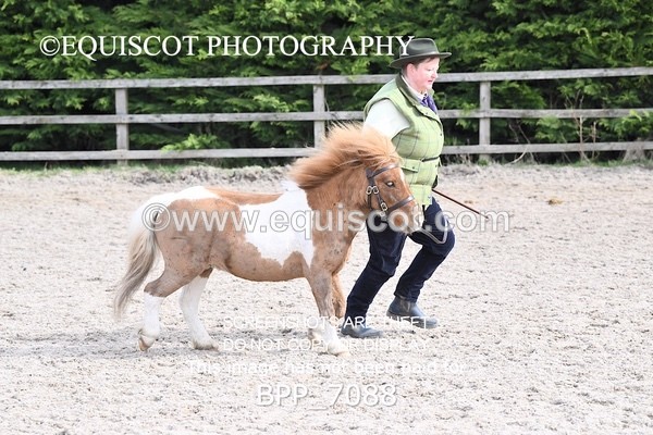 BPP_7088 - RING 1  (RIDDEN HORSES / IN HAND / VETERAN ETC)