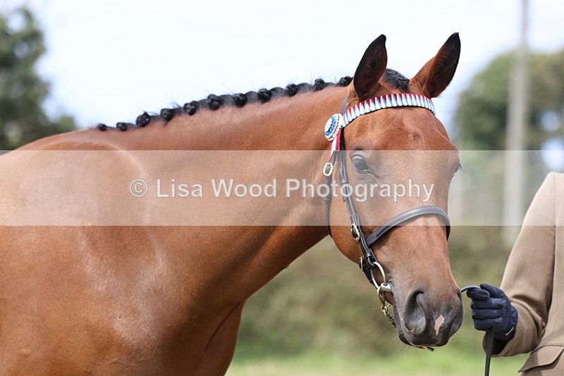 3E7A5577 - Class 20: Sports Horse In Hand