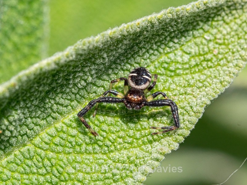 Napoleon spider (Synema globosum) - Ten Metres from Home 2021