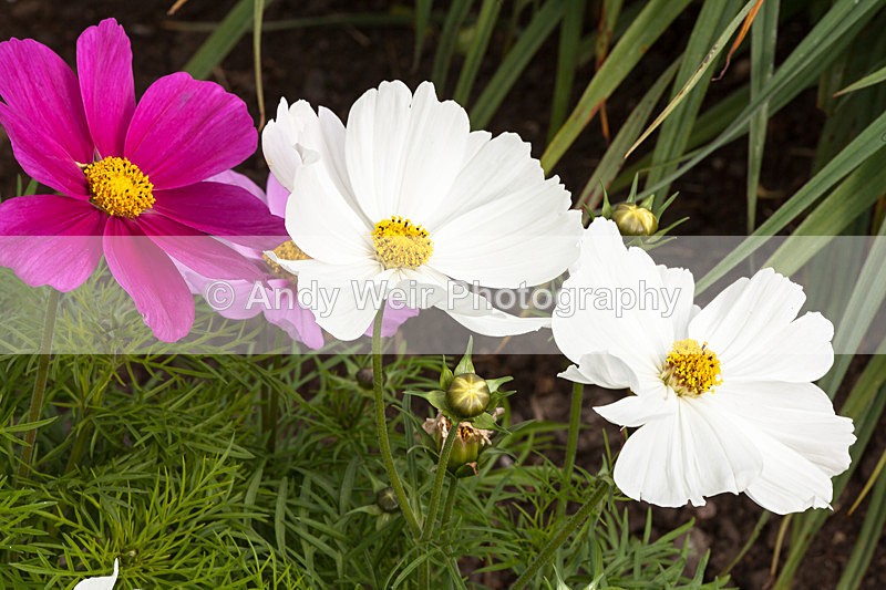 20130621-_MG_4350 - Plants & Flowers