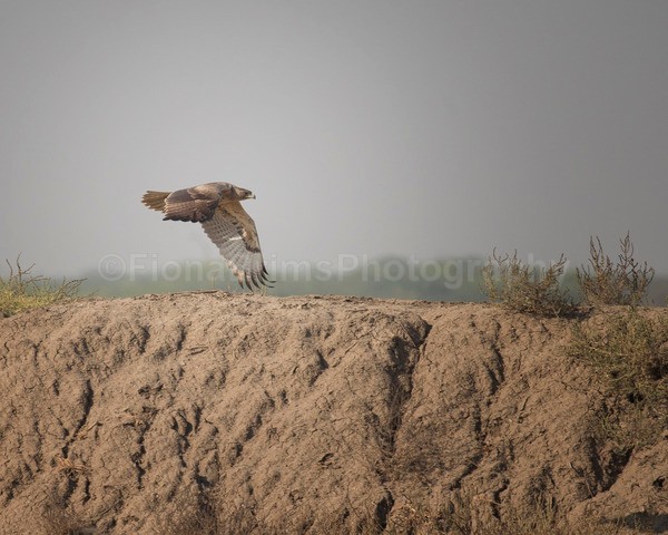 India A-6 - Wildlife of India