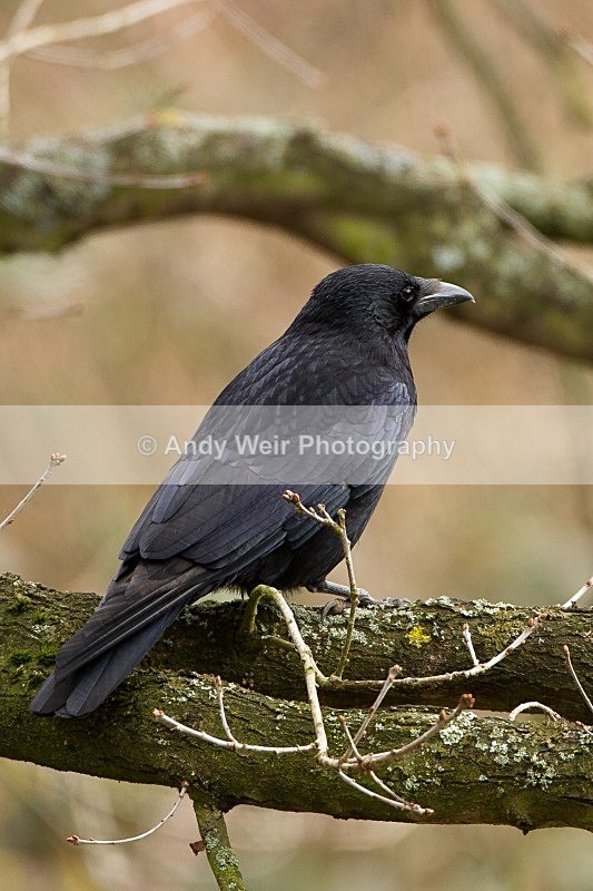 20120311-_MG_9246 - Corvids