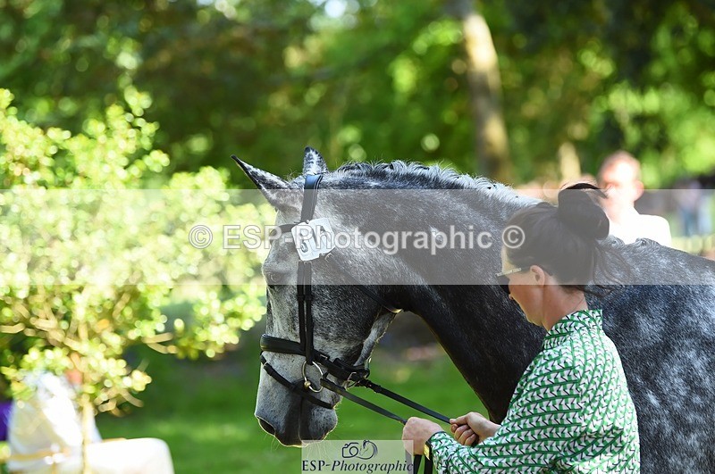 230524-151240-00135 - 311-BALLYCOSKERRY_REGAL_DIAMOND-Hollie_Swain-WEDTrotUp+DR