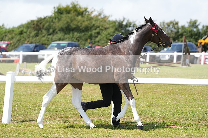 DSC06315 - Class 54: Hunter/Riding Horse/Hack 1 & 2 yr olds