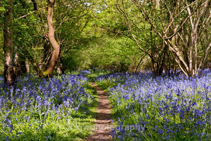 Bluebell Copse - Gallery 2