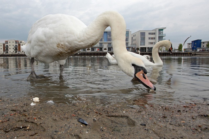 Mute swans feeding in an urban environment_00432 - Birds, swans and gulls