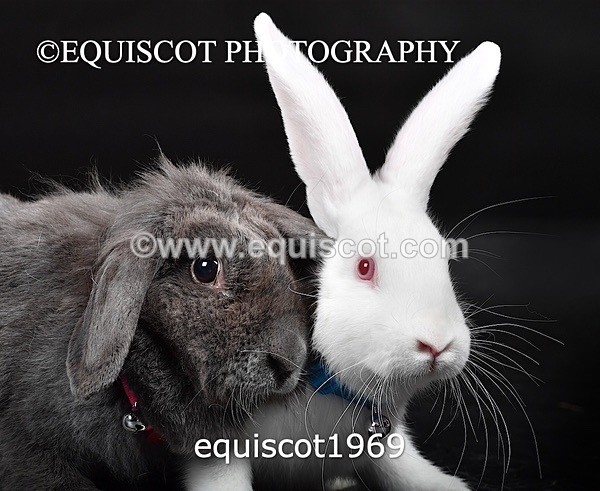 equiscot1969 - GIZMO & OSCAR