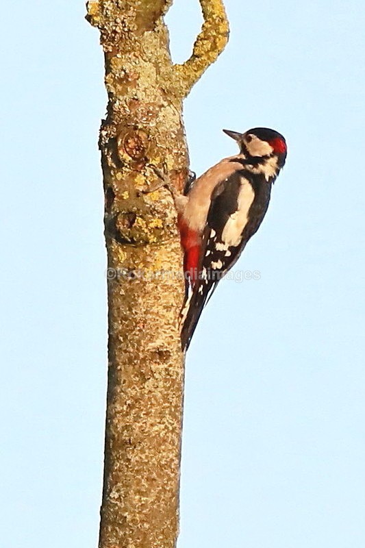  - Wildlife