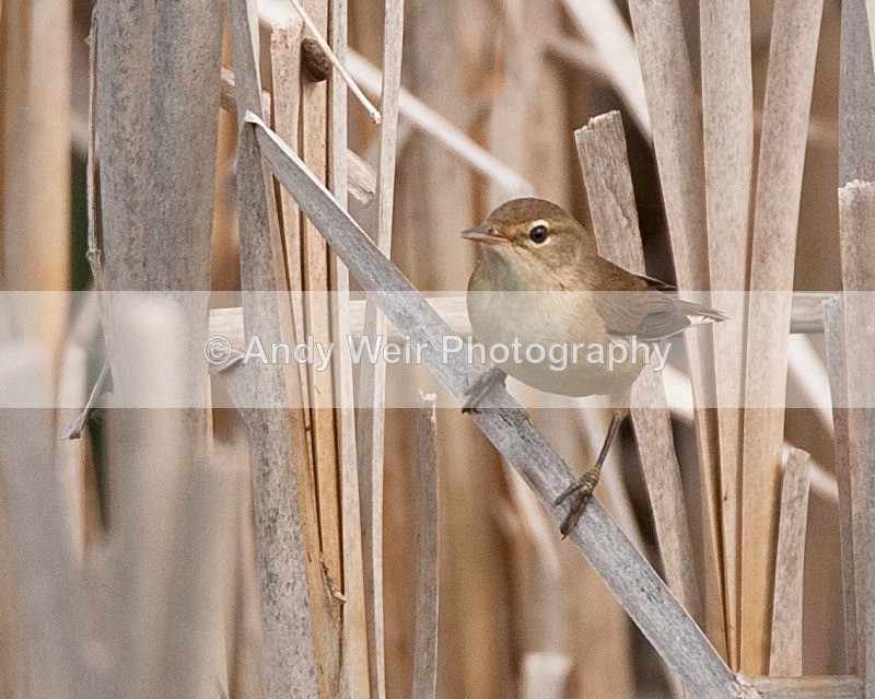 20080510-138 - Reed Warbler