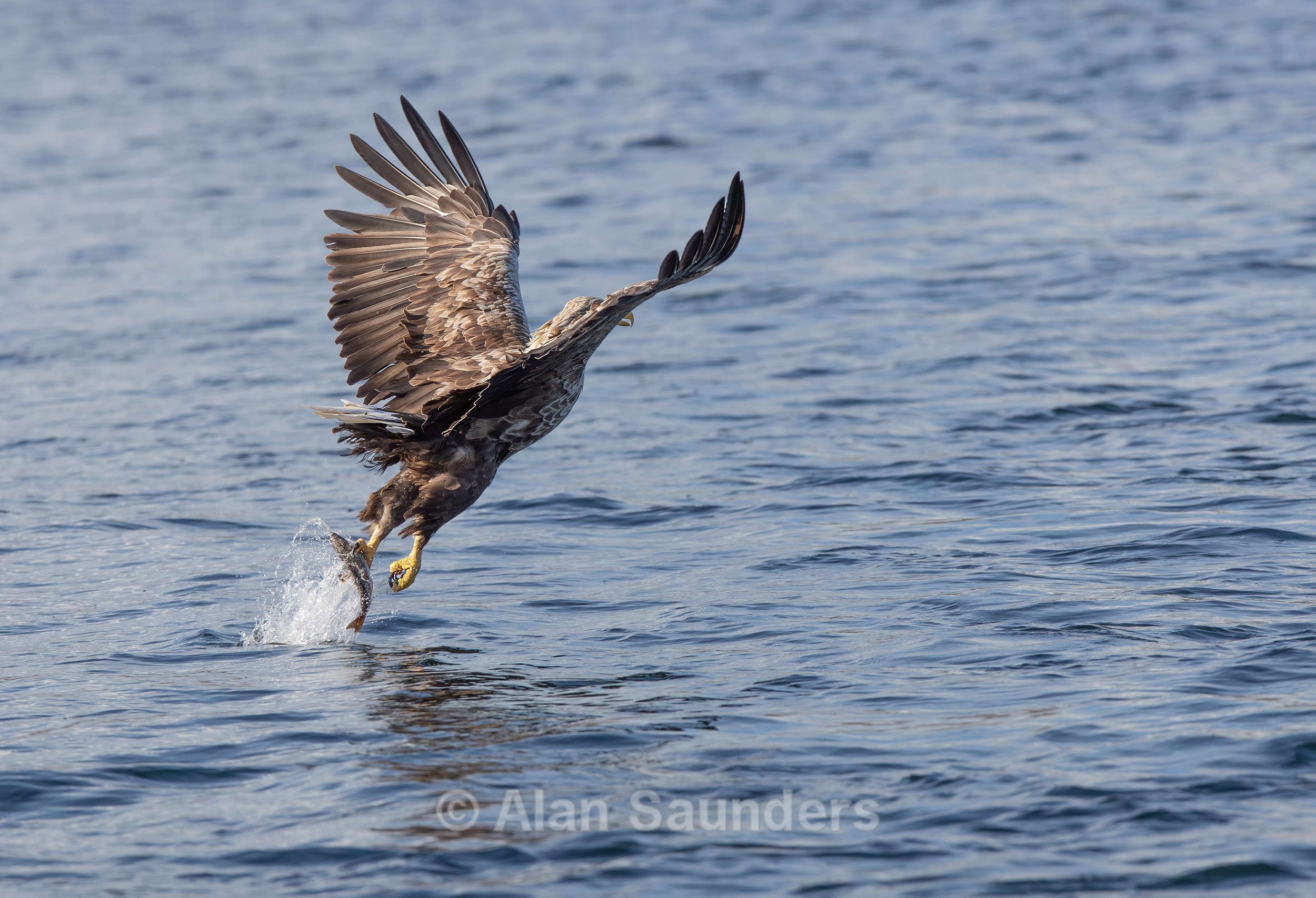 White Tailed Eagle 45