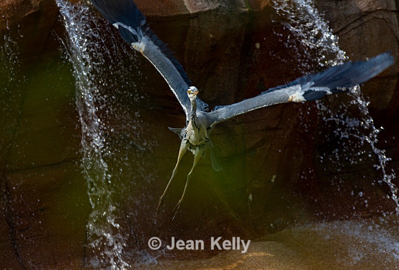 Heron - DSC_0105 - Birds